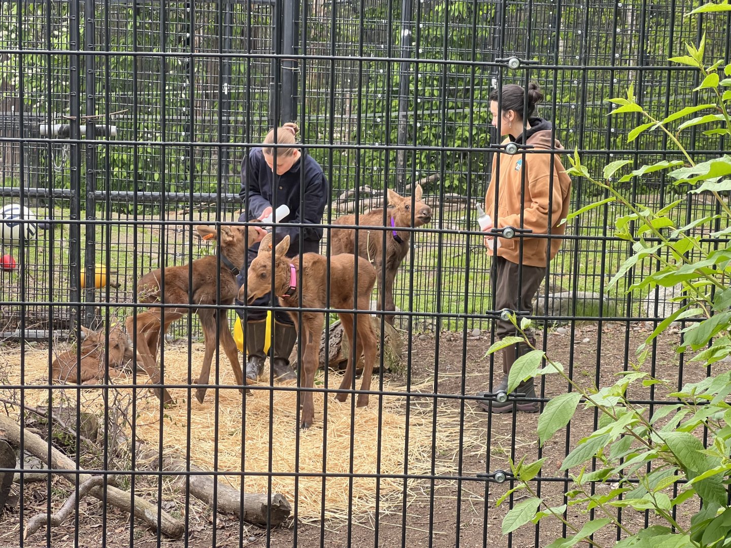 Orphaned Moose Calves