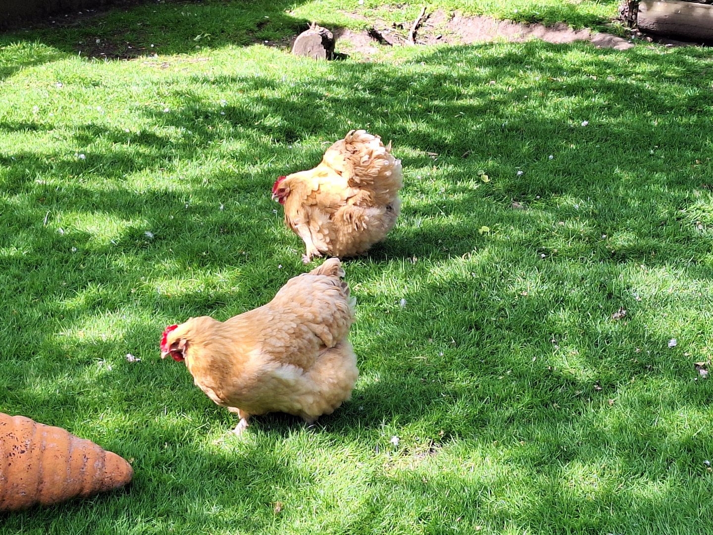 Orpington Chickens