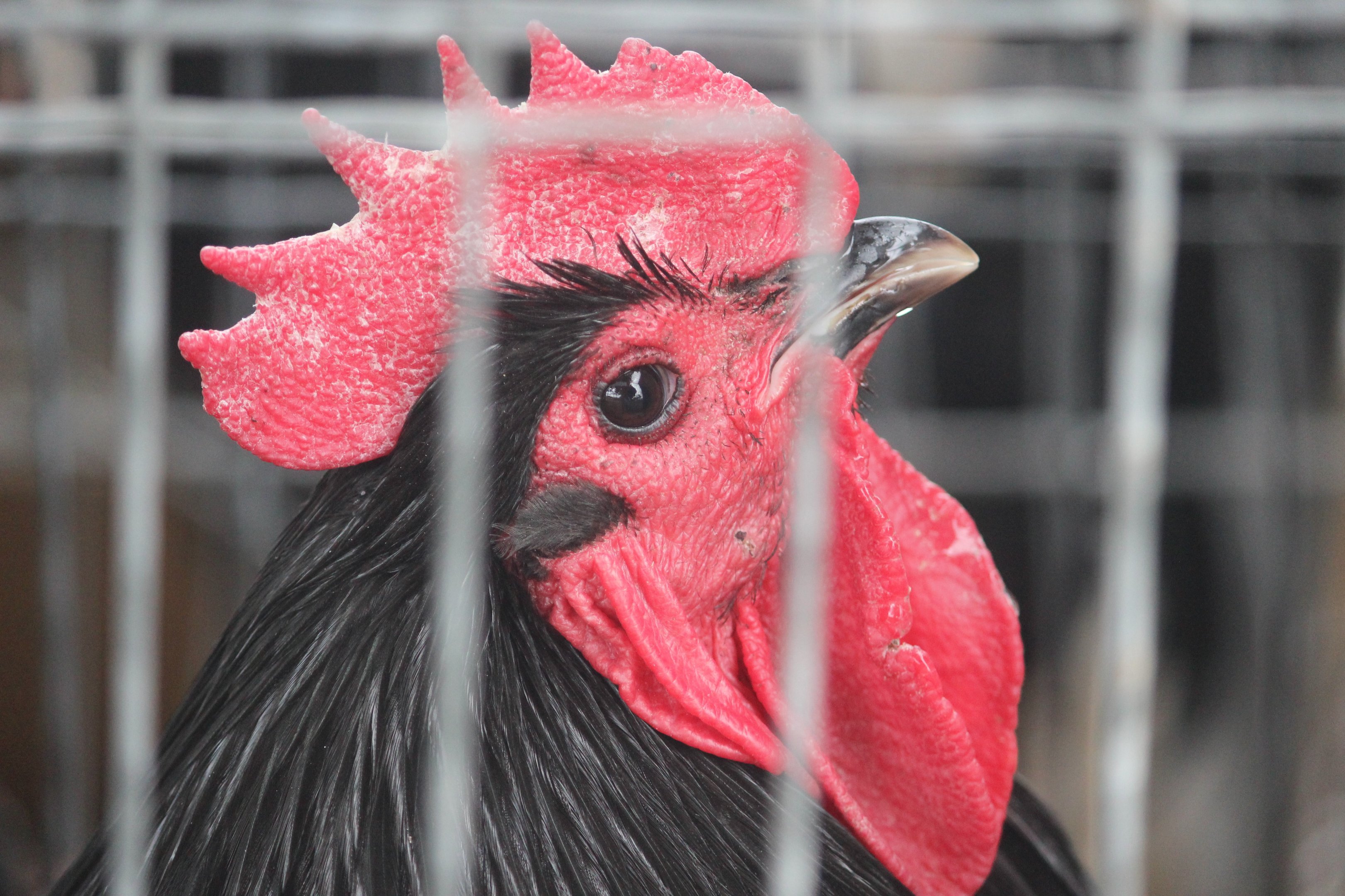 Orpington rooster, Horowhenua AP&I Show 2022