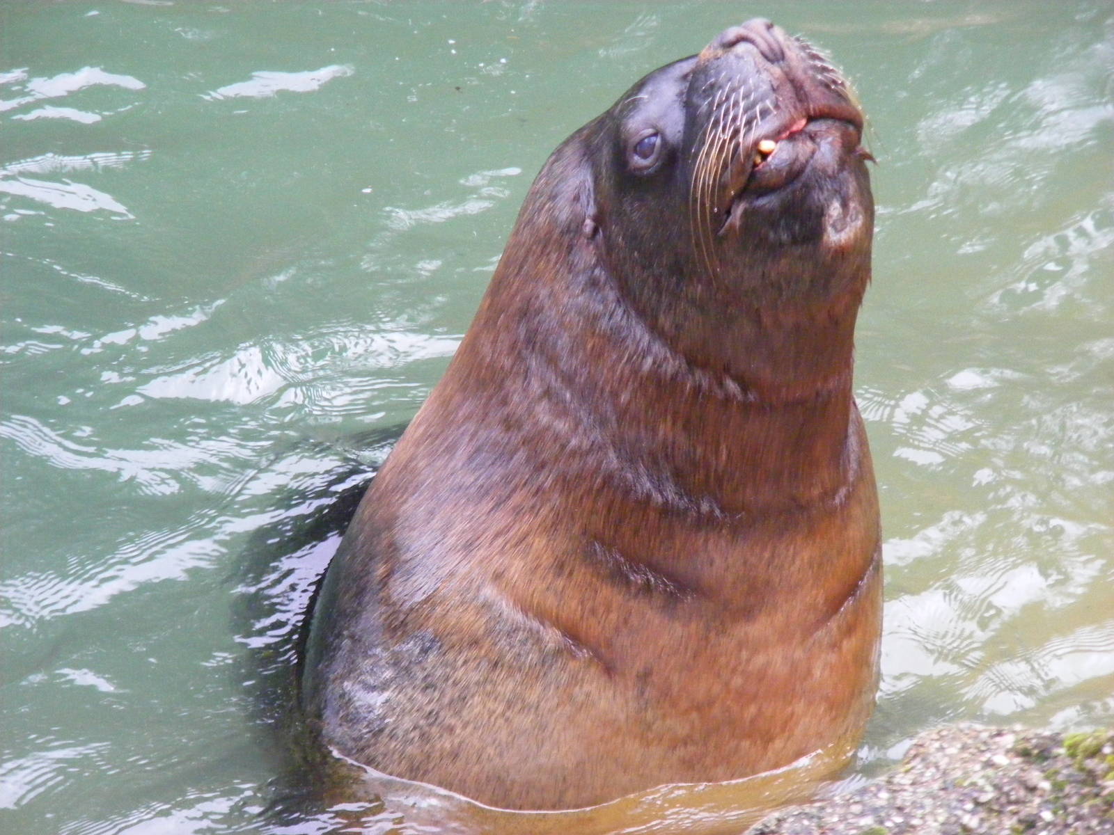 Orry the Patagonian sea lion at Dudley Zoo, 12 February 2010