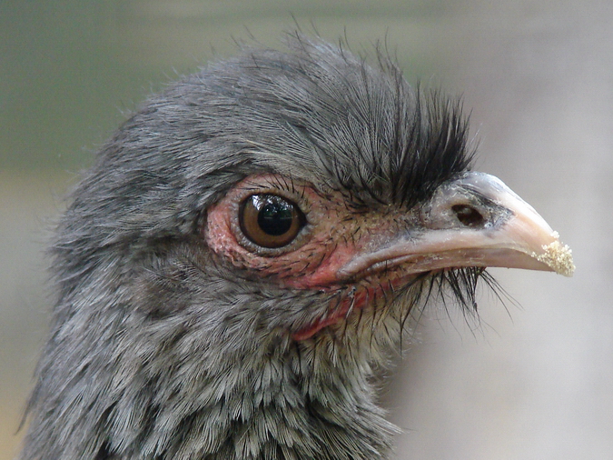 Ortalis canicollis / Chaco chachalaca