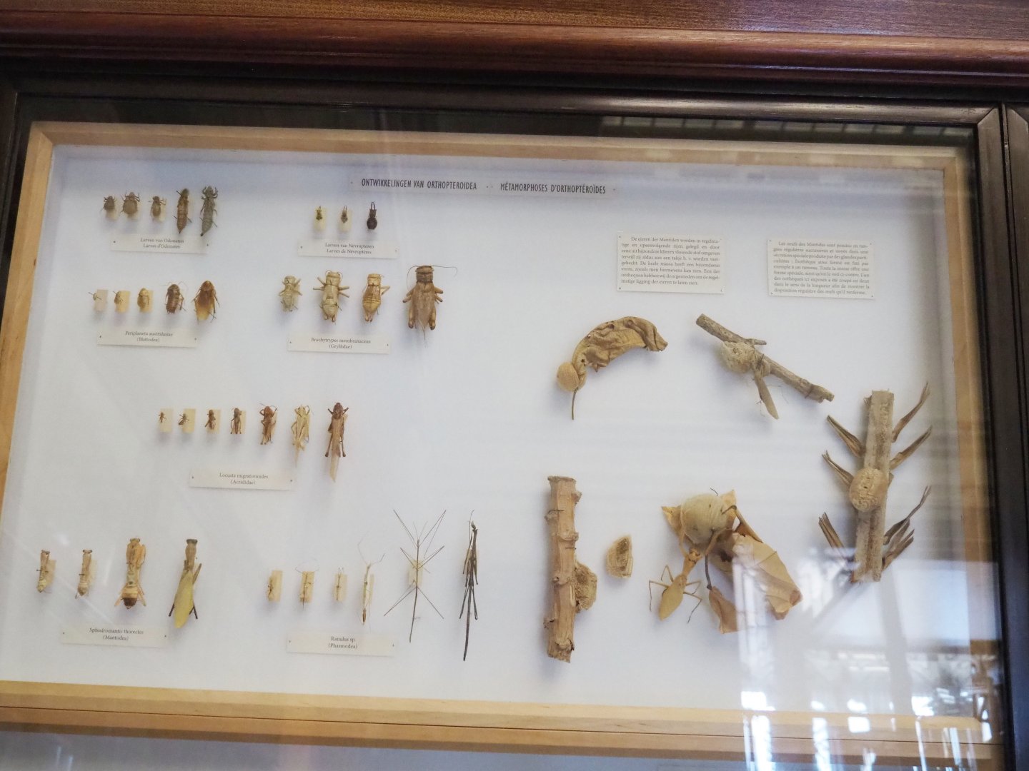 Orthoptera development display, 2021-10-20
