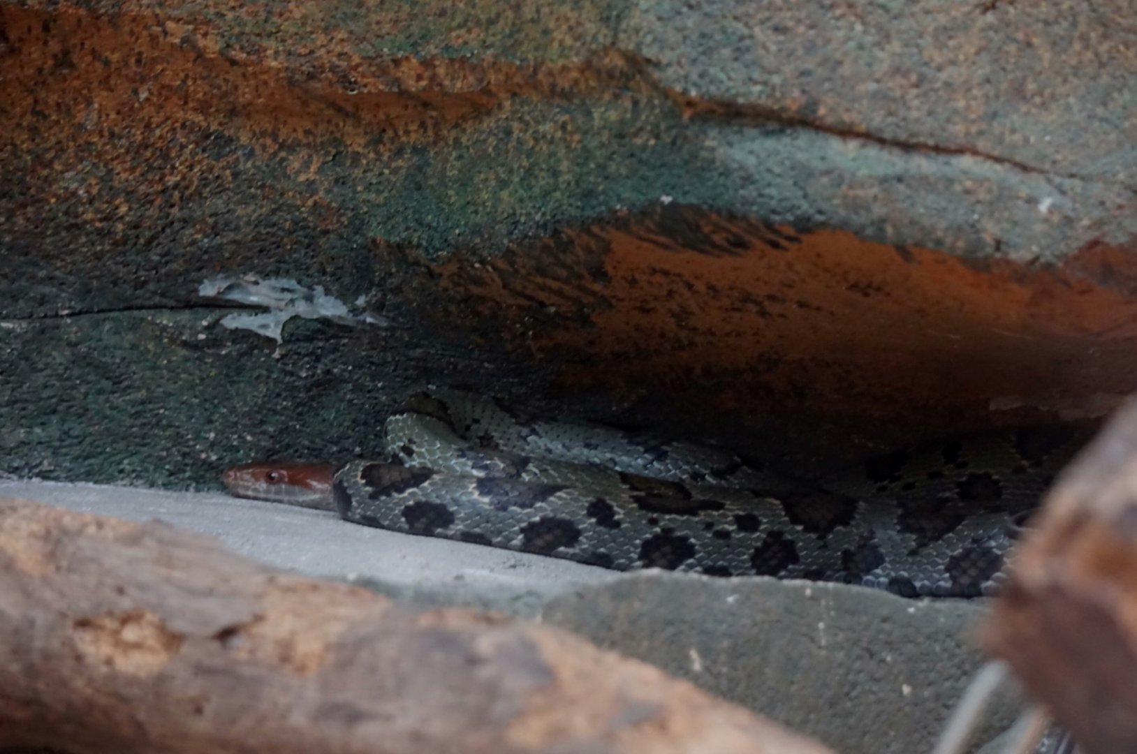 Orthriophis moellendorffi