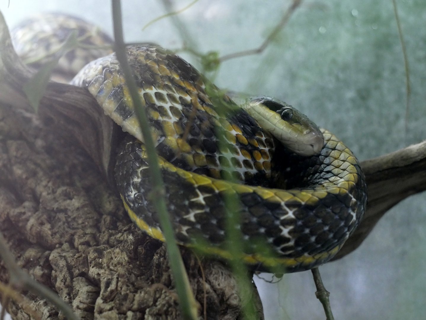 Orthriophis taeniura frisei