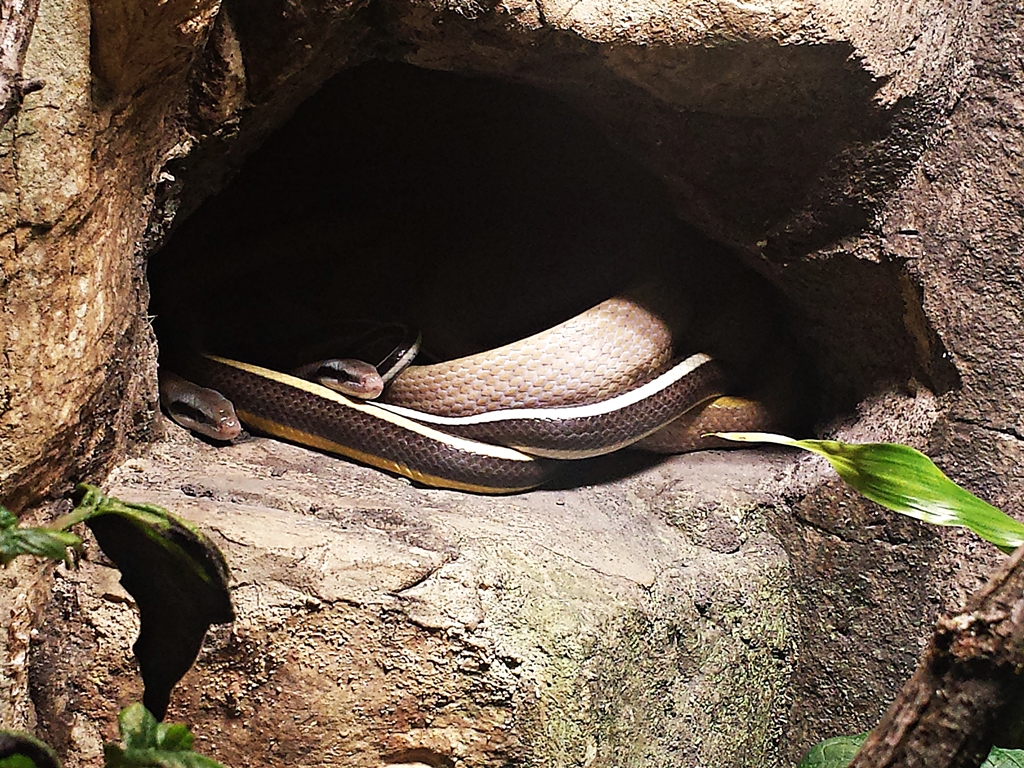 Orthriophis taeniura ridley