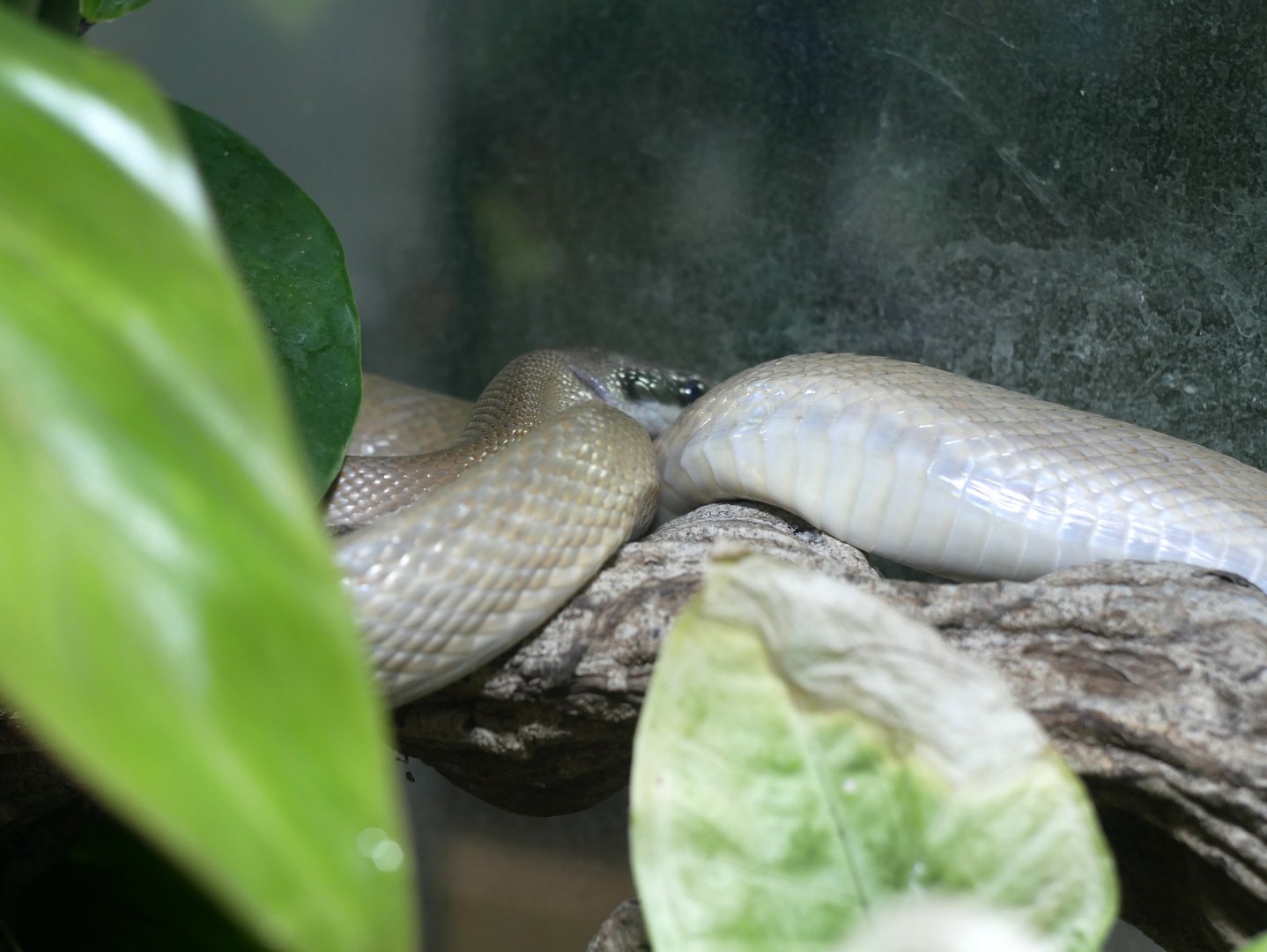 Orthriophis taeniura ridleyi