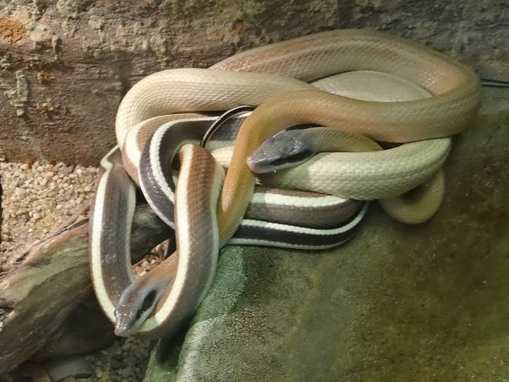 Orthriophis teaniura ridleyi