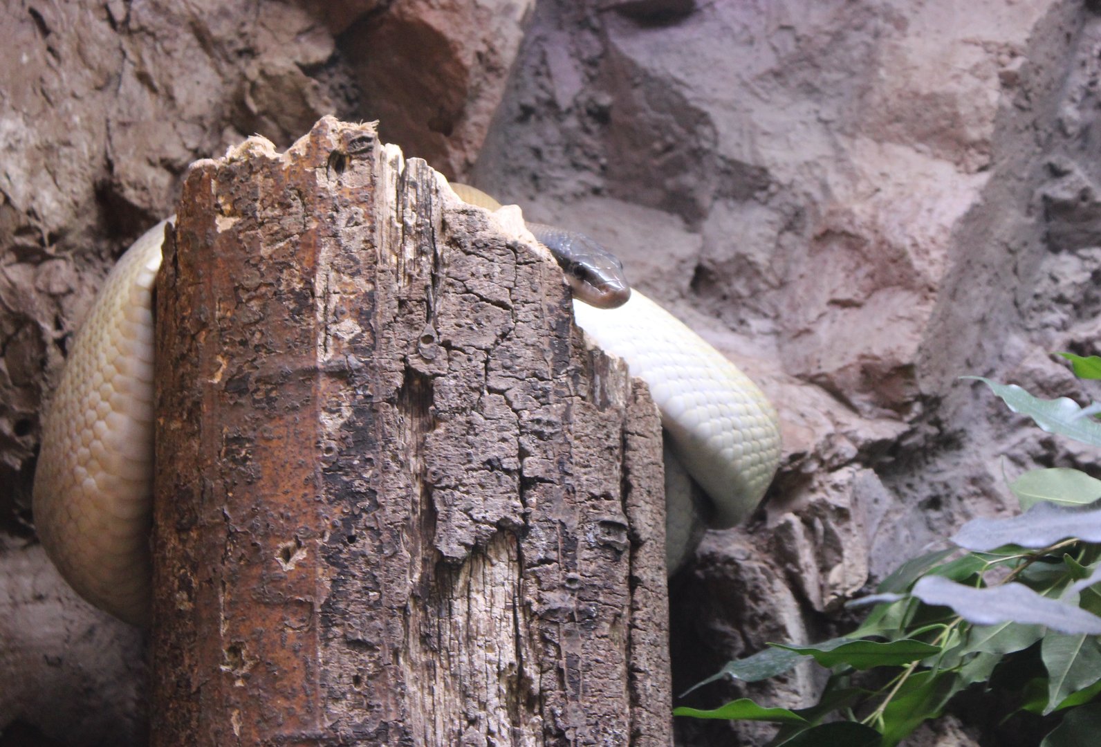 Orthriophis teaniurus ridleyi
