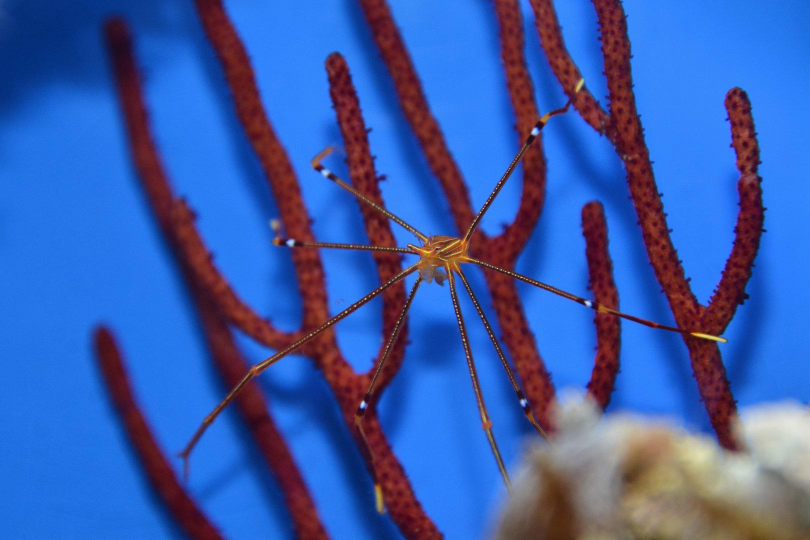 Ortmann's spider crab (Chirostylus ortmanni)