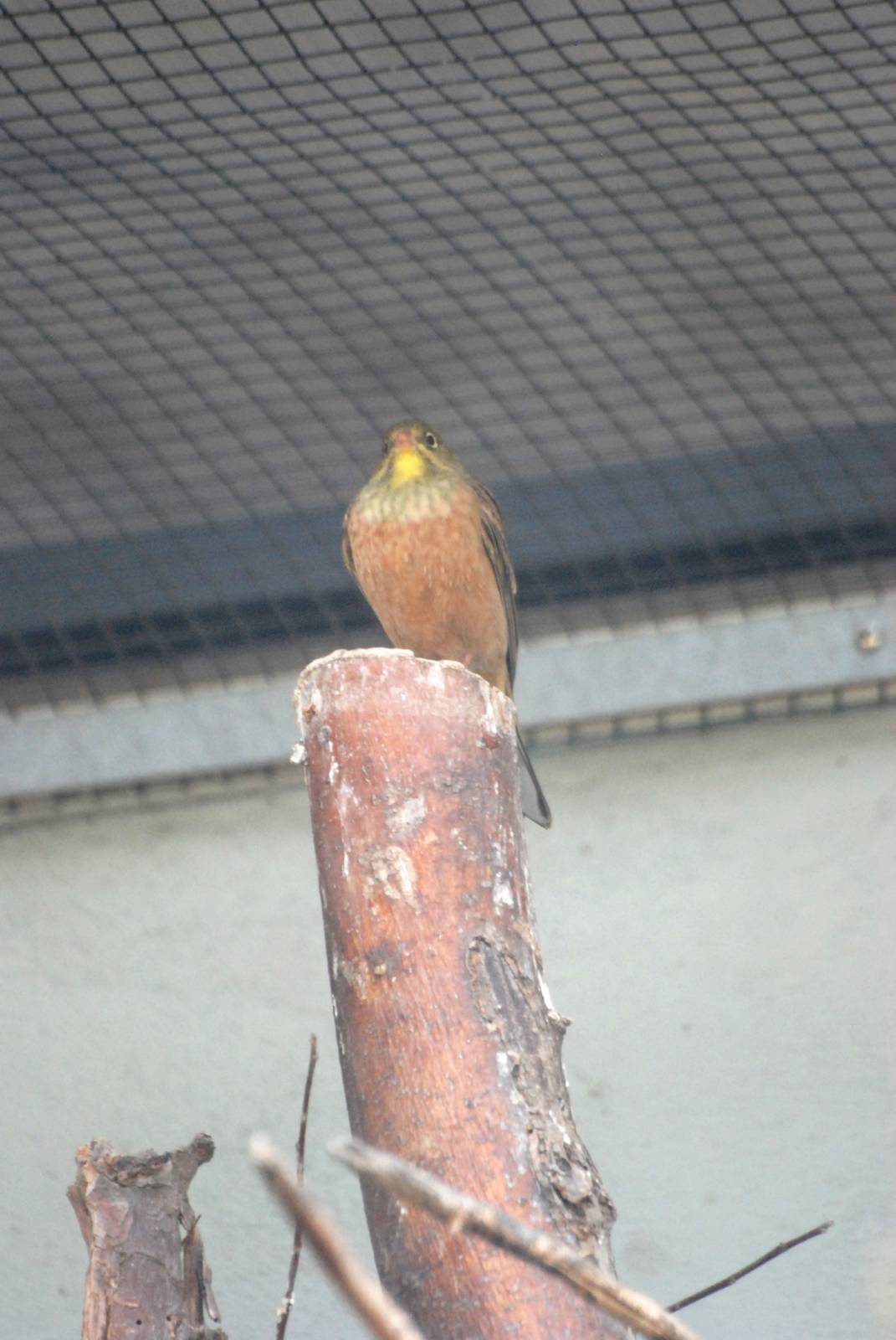 Ortolan Bunting at Dresden, 29/08/12