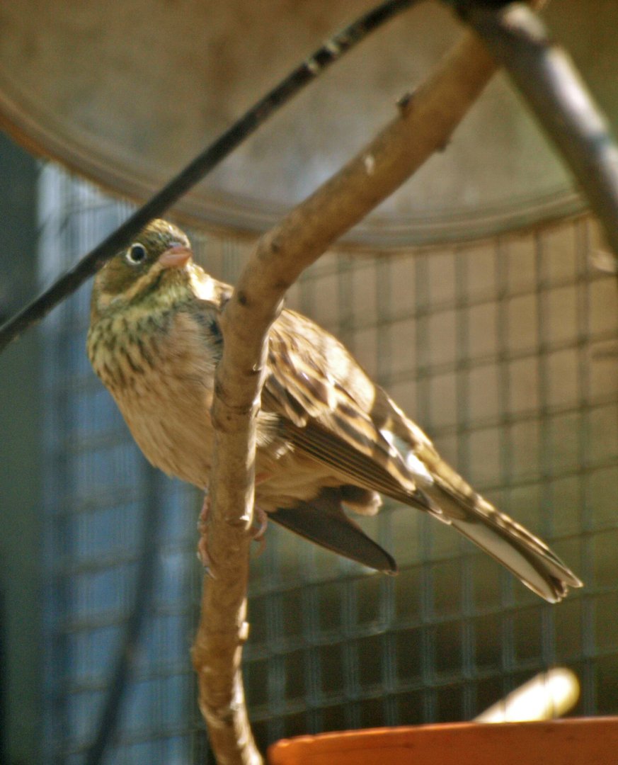 Ortolan bunting