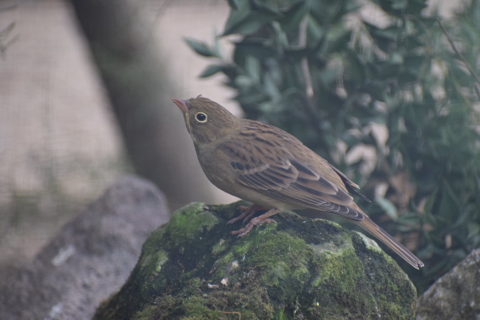 Ortolan bunting