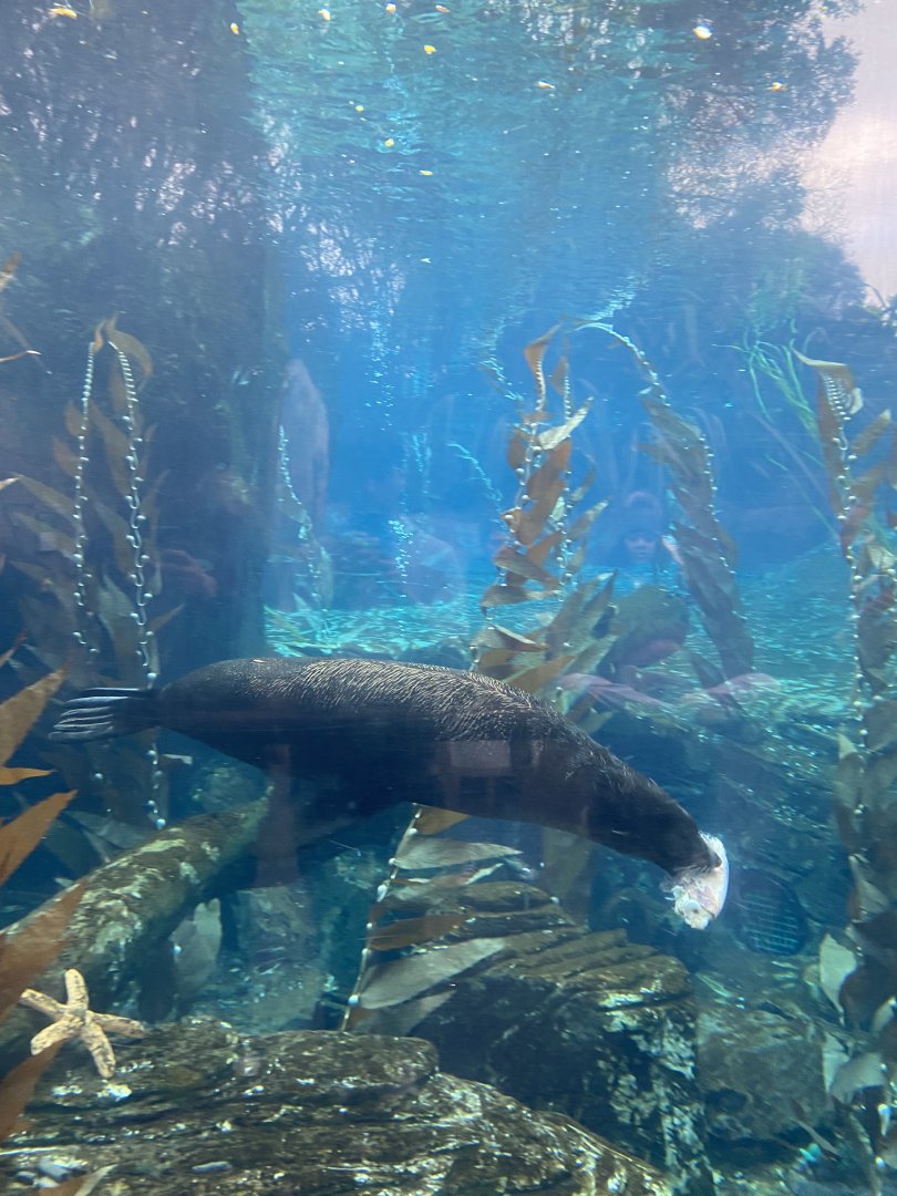 Orua - New Zealand Fur Seal