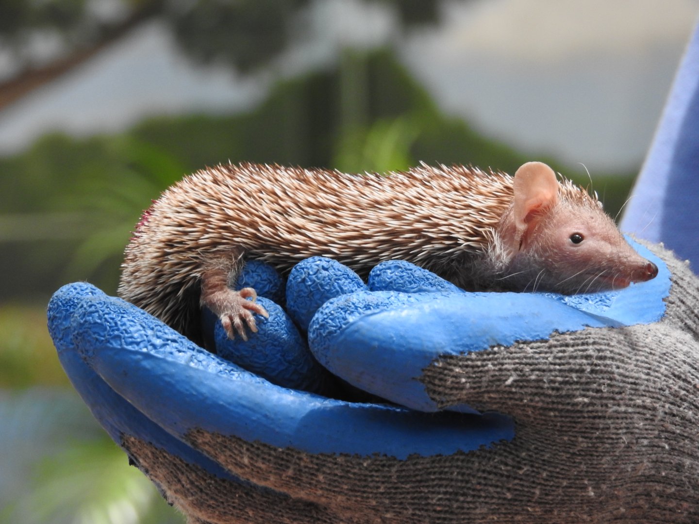 "Orville", Lesser Hedgehog Tenrec