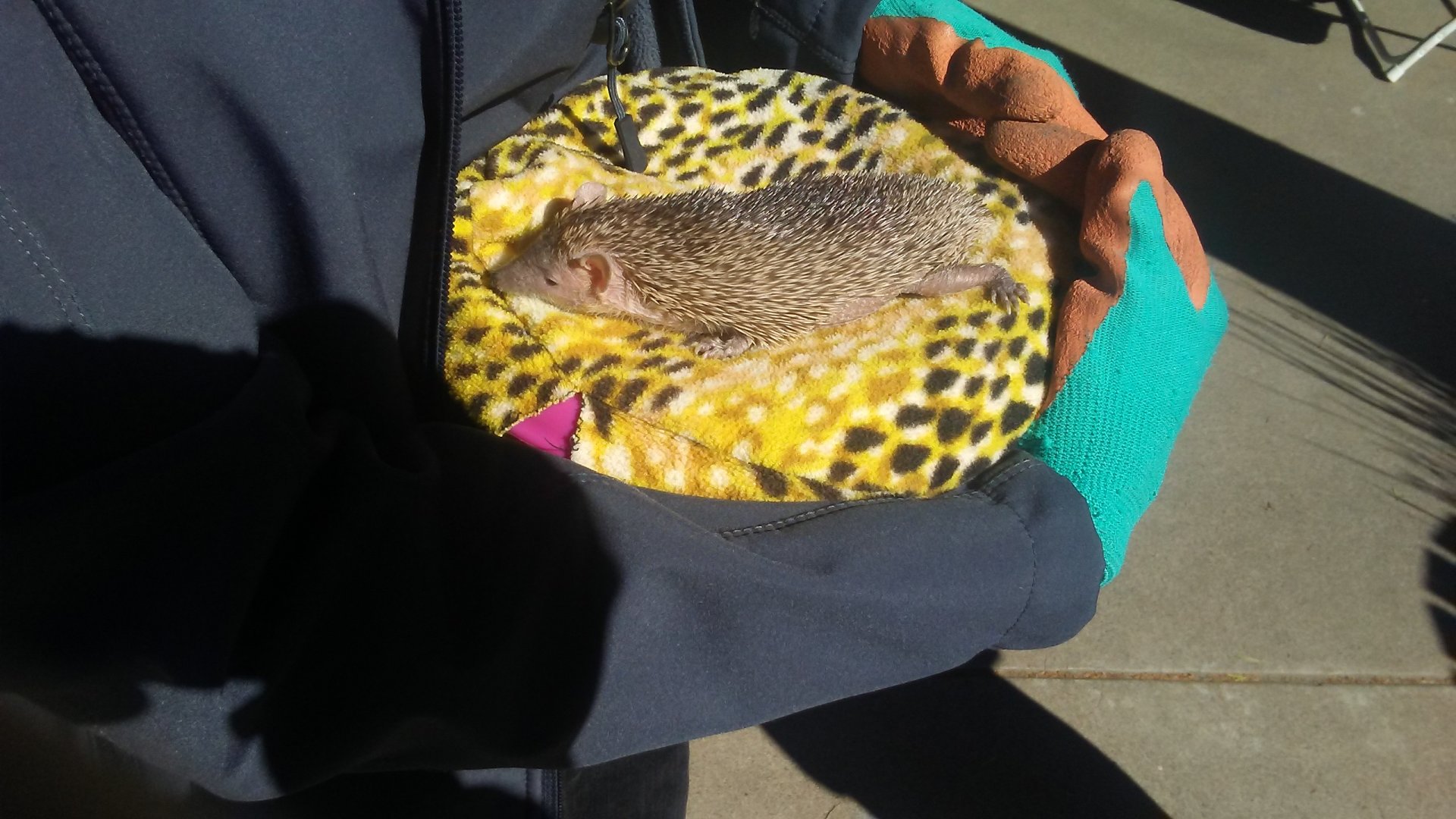 Orville the lesser hedgehog tenrec