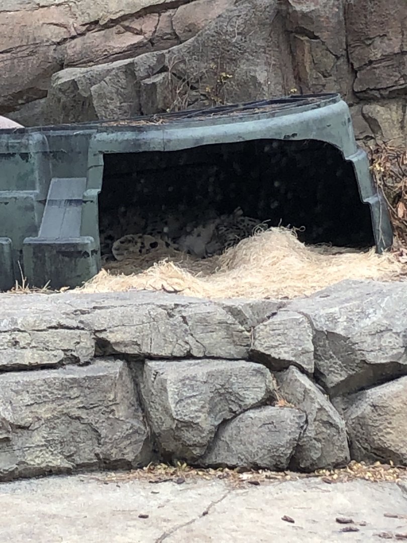 "Orya" and "Milja" the Snow Leopards