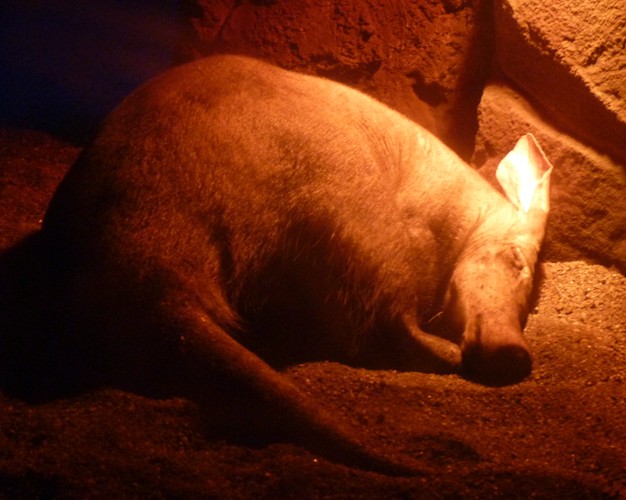 Orycteropus Afer (22-7-17 Faunia)