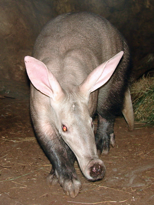Orycteropus afer / Aardvark