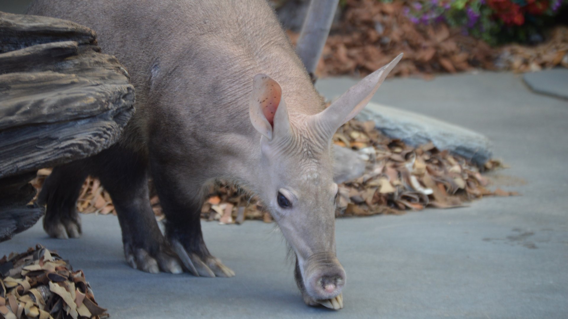 Orycteropus afer (Tilli)