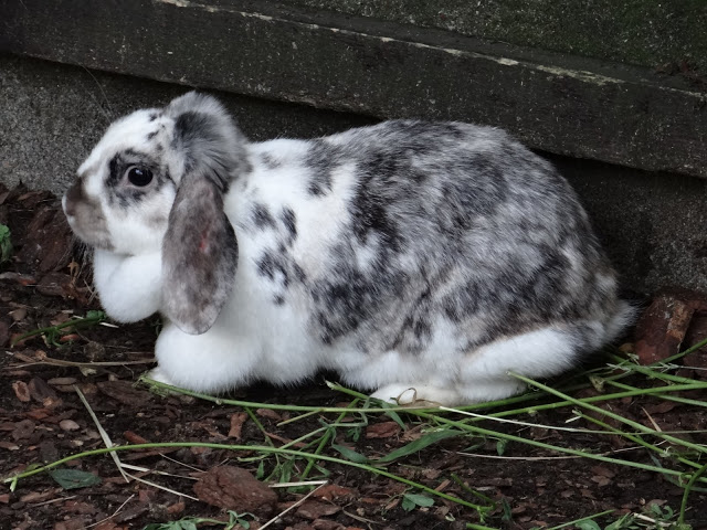 Oryctolagus cuniculus domestica