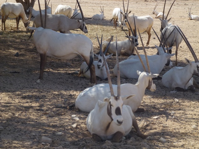 Oryx 23.4.13