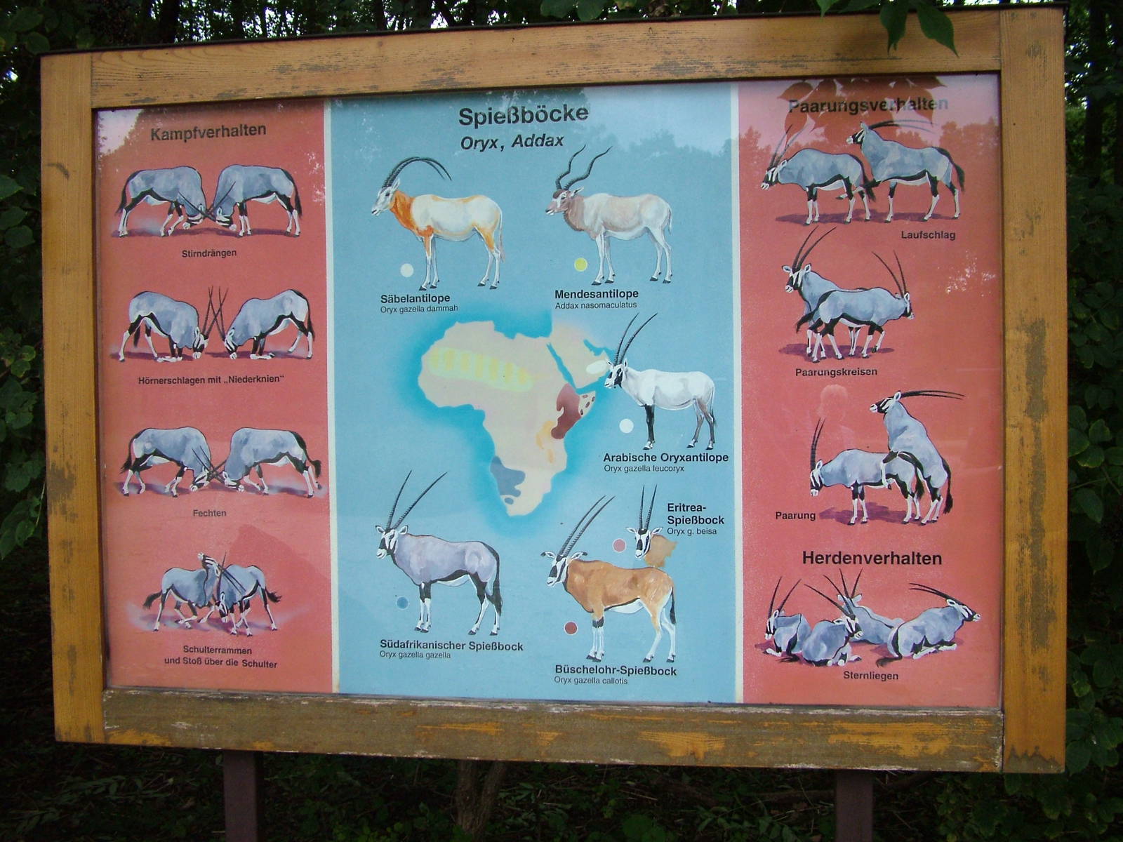 Oryx and Addax Sign at Tierpark Berlin, 30/08/11