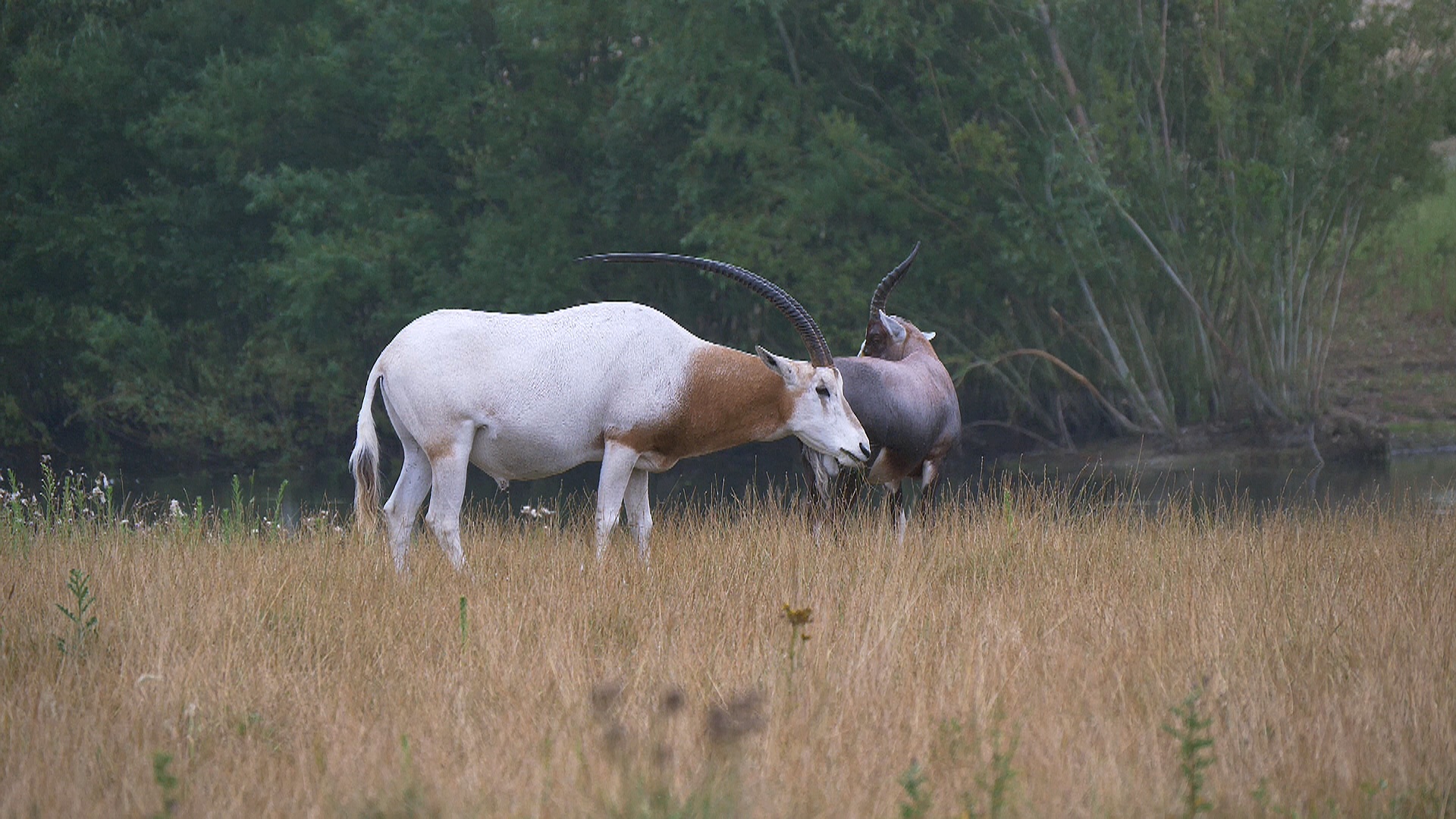 Oryx and Blesbok
