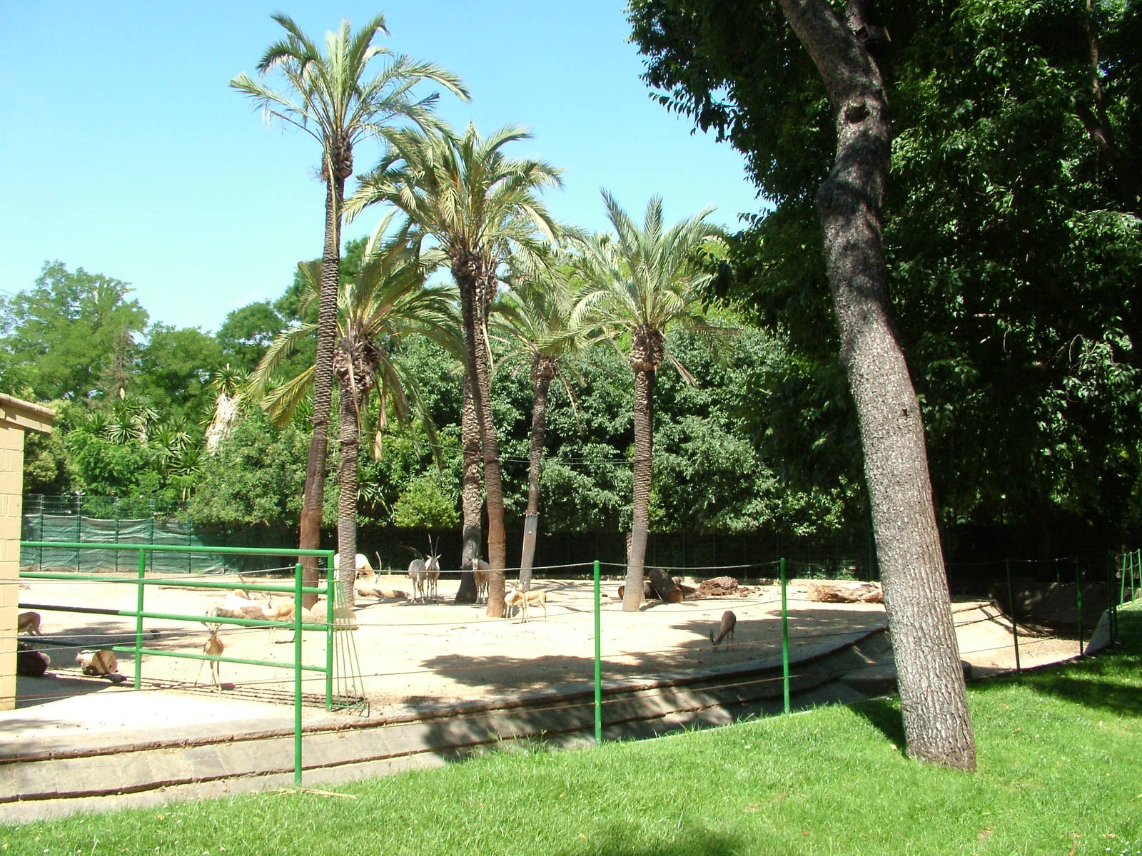 Oryx and Gazelle Paddock at Barcelona, 30/05/11