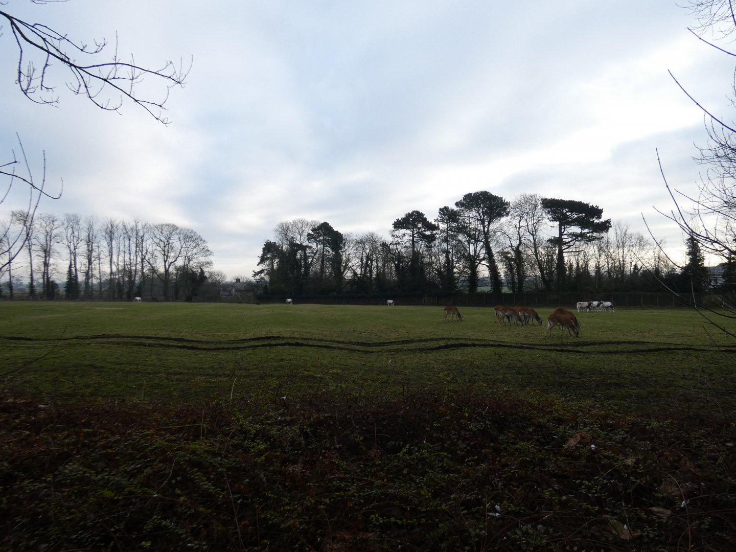 Oryx and Lechwe paddock