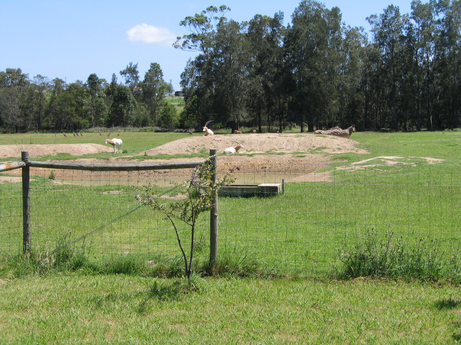 Oryx and others - Dec 2003