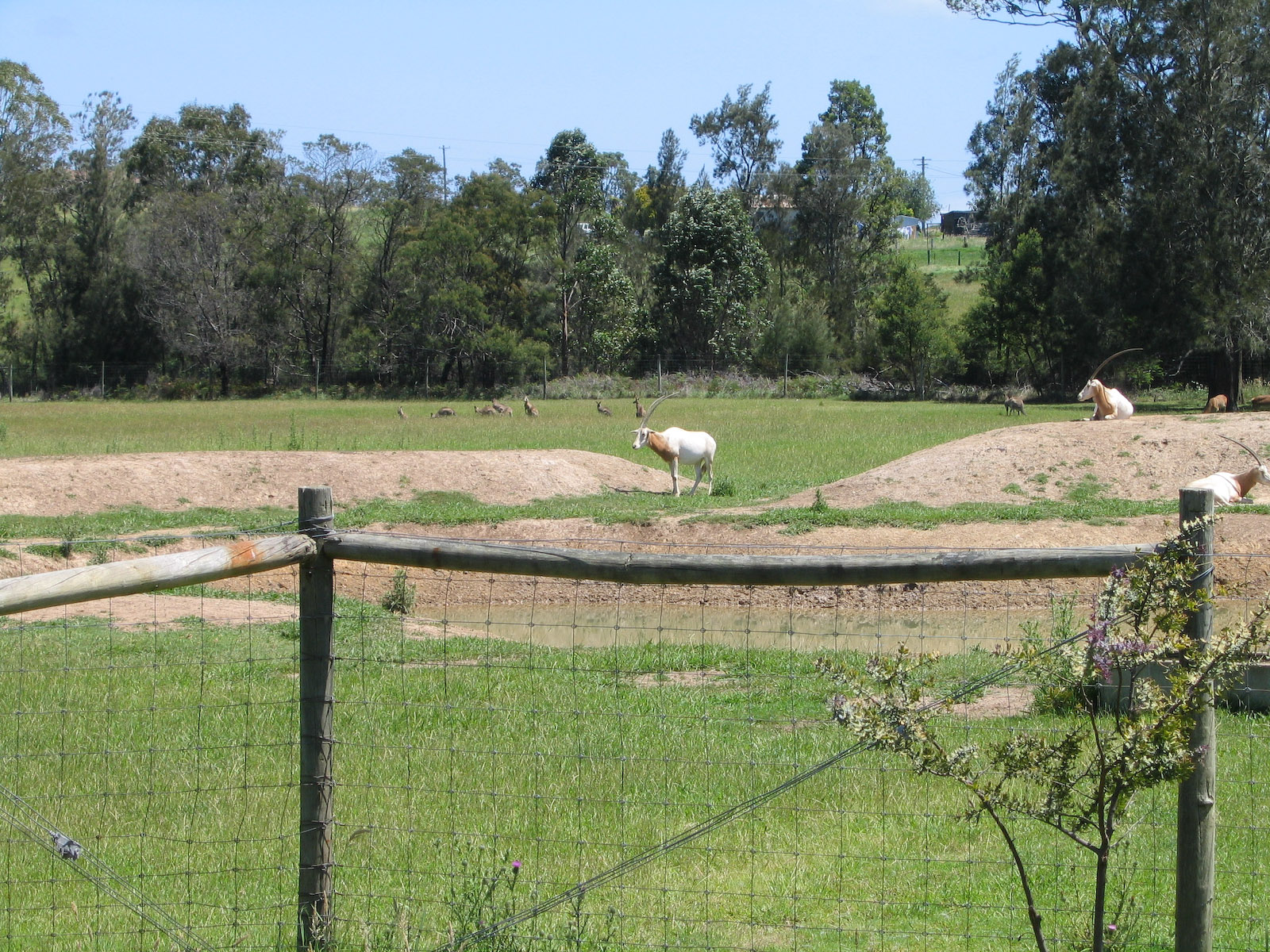 Oryx and roos - Dec 2003