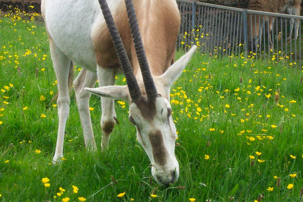 Oryx at Chester zoo