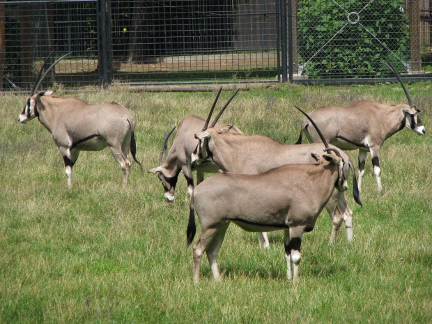 Oryx beisa @ Prague zoo