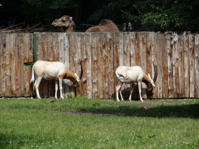 Oryx dammah/Camelus dromedarius