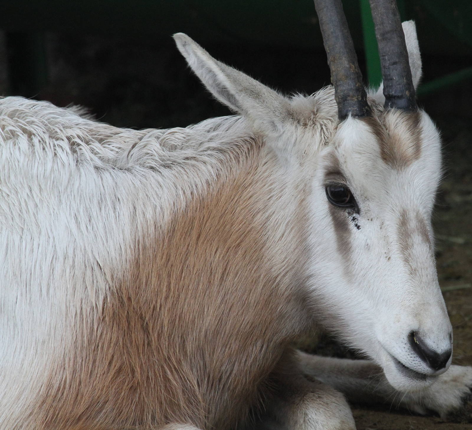 oryx dammah(mashhad zoo)5