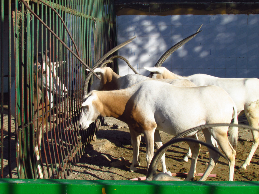 oryx dammah(Mashhad zoo)