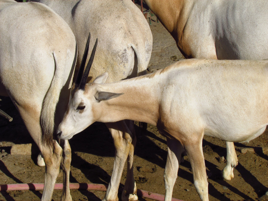 oryx dammah (Mashhad zoo)