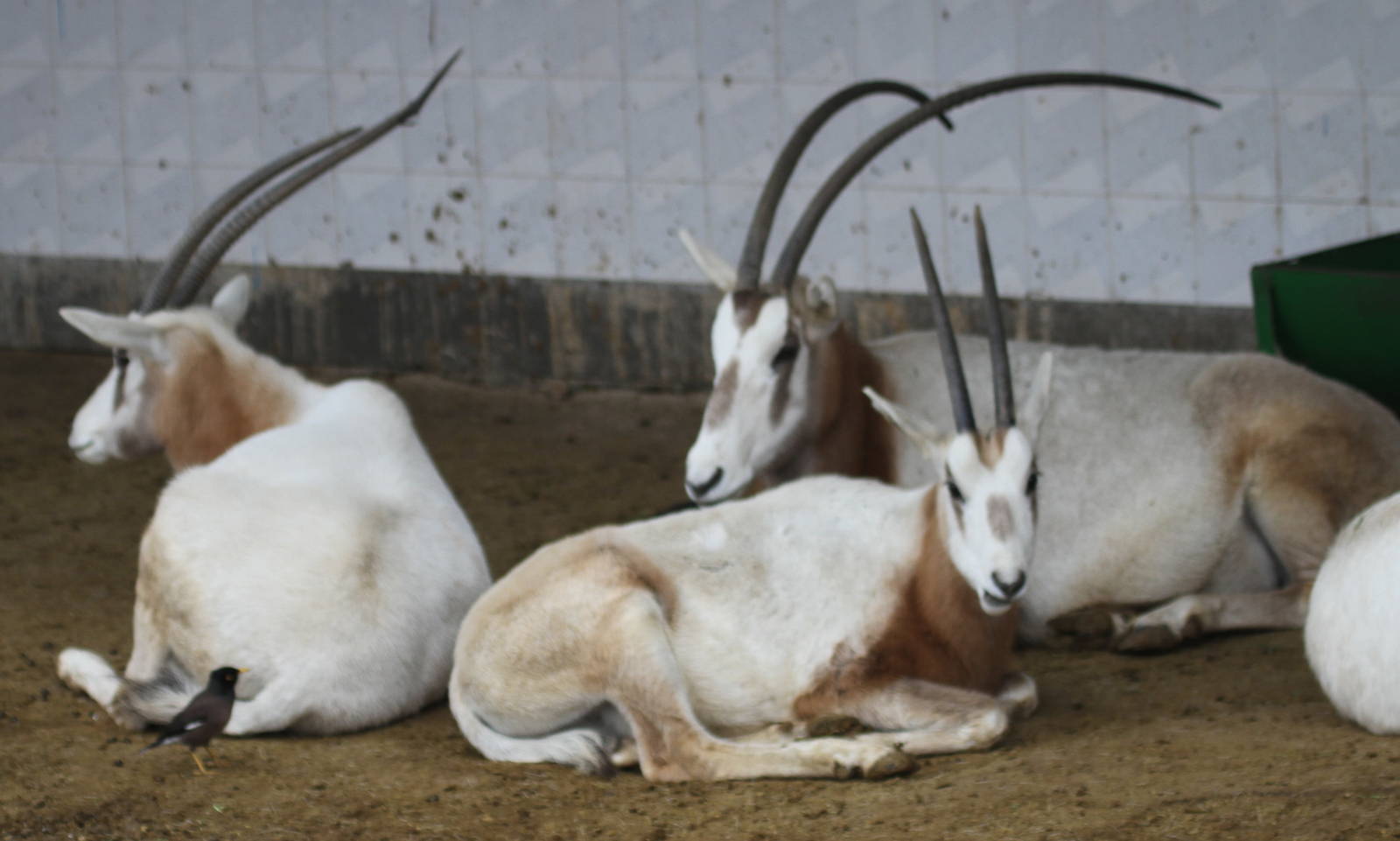 oryx dammah(mashhad zoo)