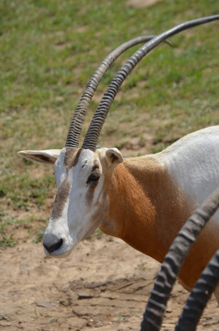 Oryx dammah - Safari Lake Geneva