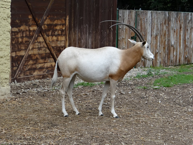 Oryx dammah