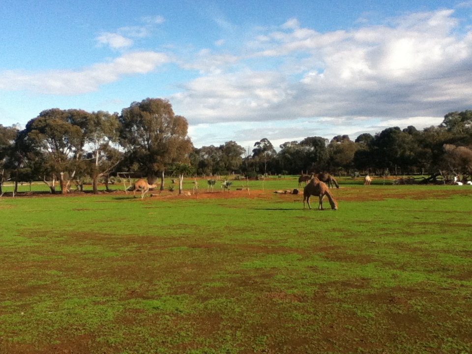 Oryx/Dromedary Enclosure - June 2016