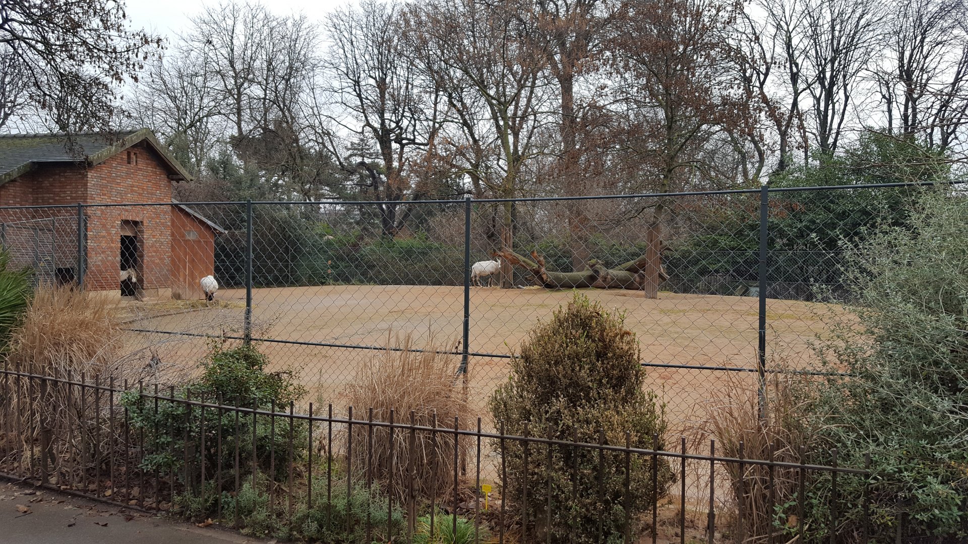 oryx enclosure