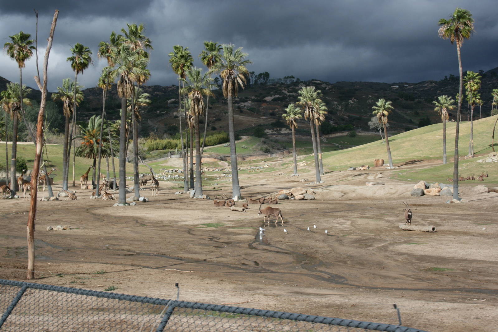 Oryx, Giraffe and Storm 2-8-09