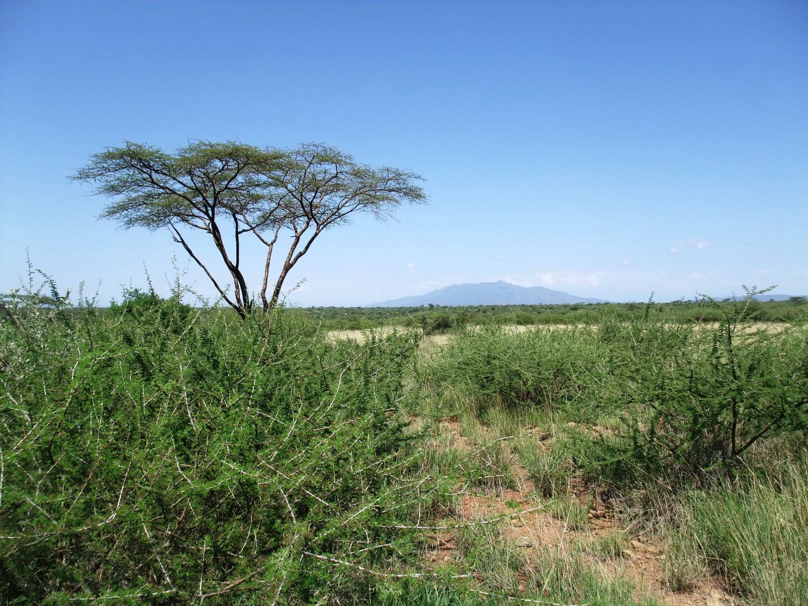 Oryx Habitat - Awash NP, 12/10/14