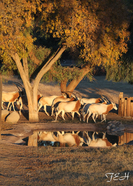 oryx herd in golden light