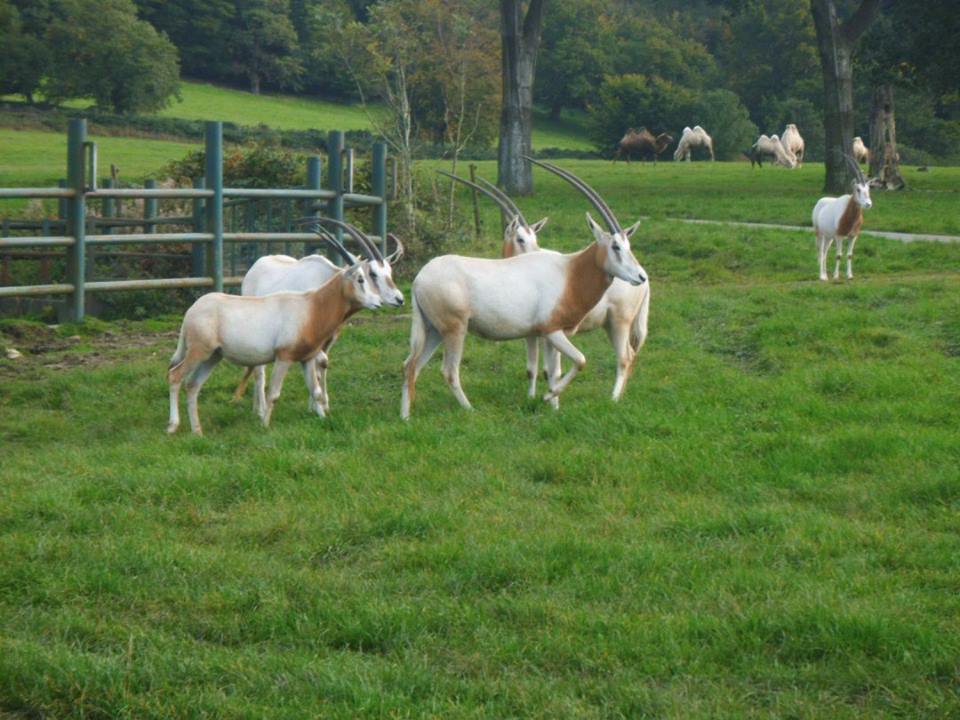 Oryx Herd