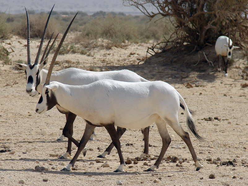 Oryx leucoryx / Arabian oryx