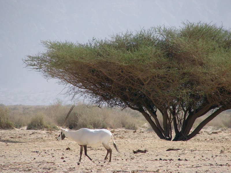 Oryx leucoryx / Arabian oryx