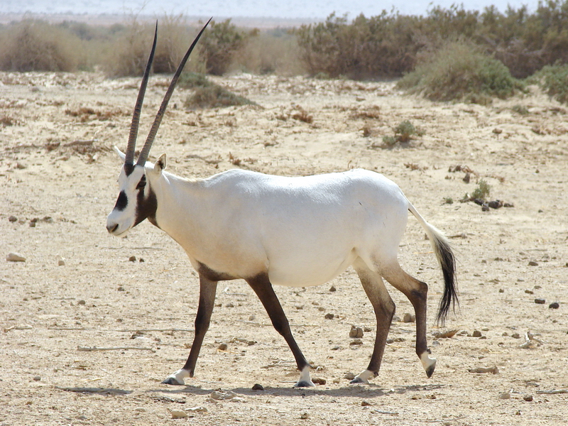Oryx leucoryx / Arabian oryx