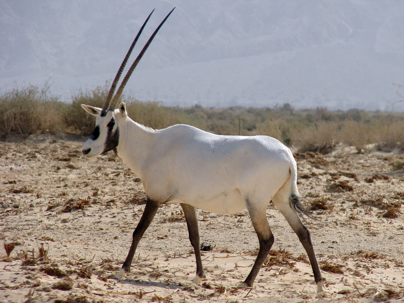 Oryx leucoryx / Arabian oryx